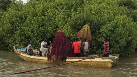 Les mangroves du Mono | Express Tourisme Bénin