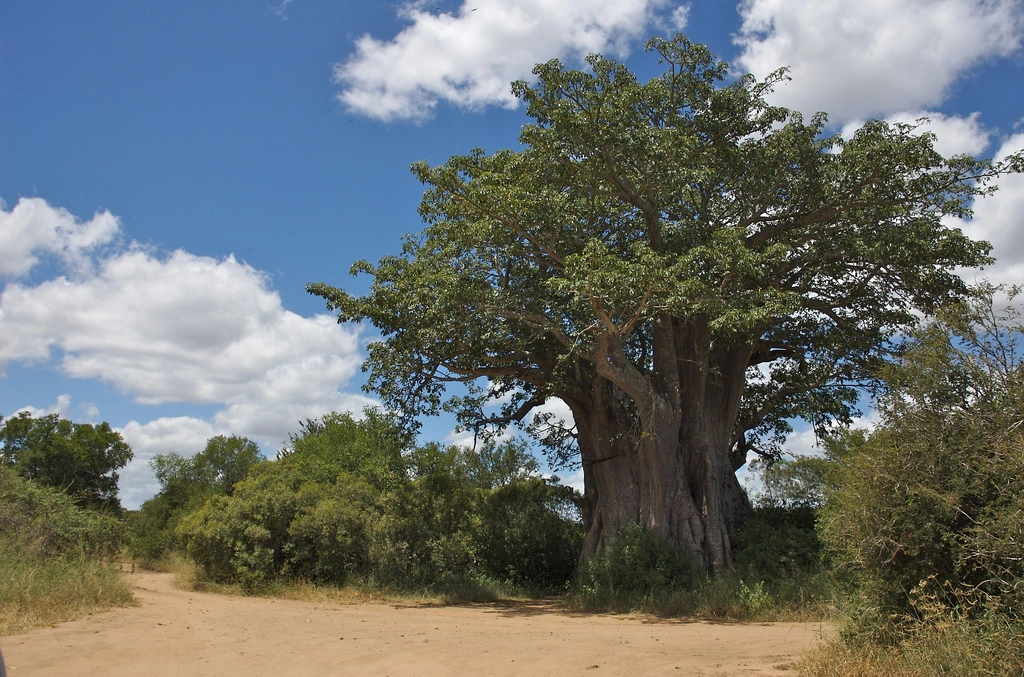 OUAKE, cité des Baobabs, réputée pour la « KAMOU », fête de la chicotte | Express Tourisme Bénin