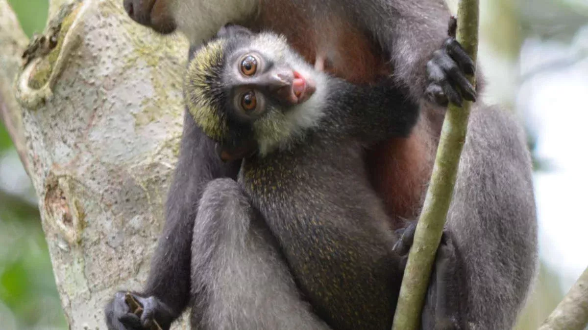 Tourisme au Bénin : à la découverte du sanctuaire des singes rouges de Drabo Gbo